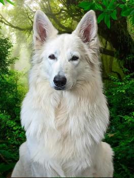 Eragon